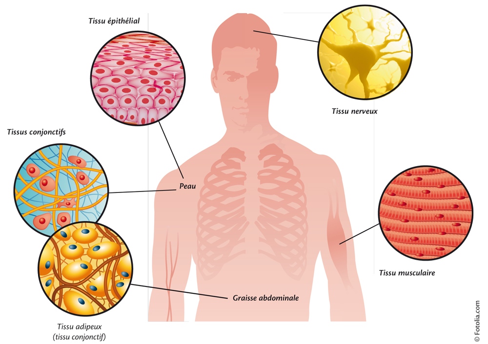Représentation des tissus humains