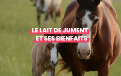 Le lait de jument et ses bienfaits