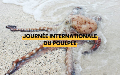 Journée internationale du Poulpe